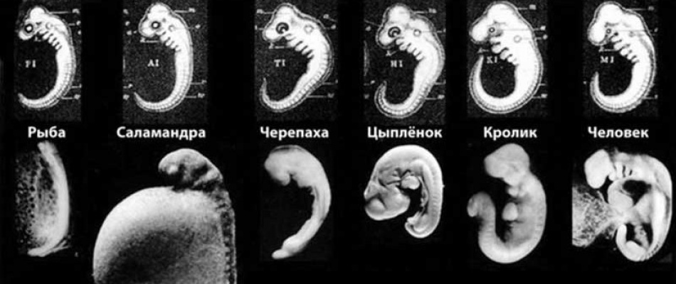 Учебники не всегда говорят правду Учебники не всегда говорят правду